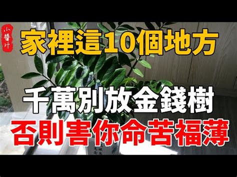 吸財樹風水|【吸財樹風水】吸財樹風水大揭秘：擺放禁忌與養護秘訣，引財入。